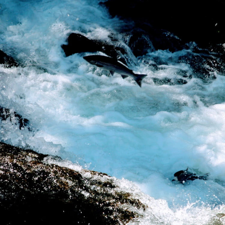 salmon swiming upstream (Photo by D. Saparow)