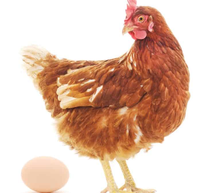 Chicken and Egg Depositphotos 48933467 XL 750