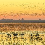 Sandhill Crane Nebraska Migration