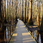 Congaree National Park by BlakeLewisPhotography is licensed under CC BY NC ND 2.0.750